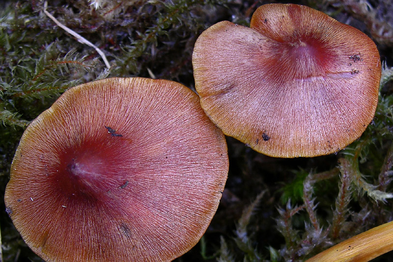 Hygrocybe conica var.conica.